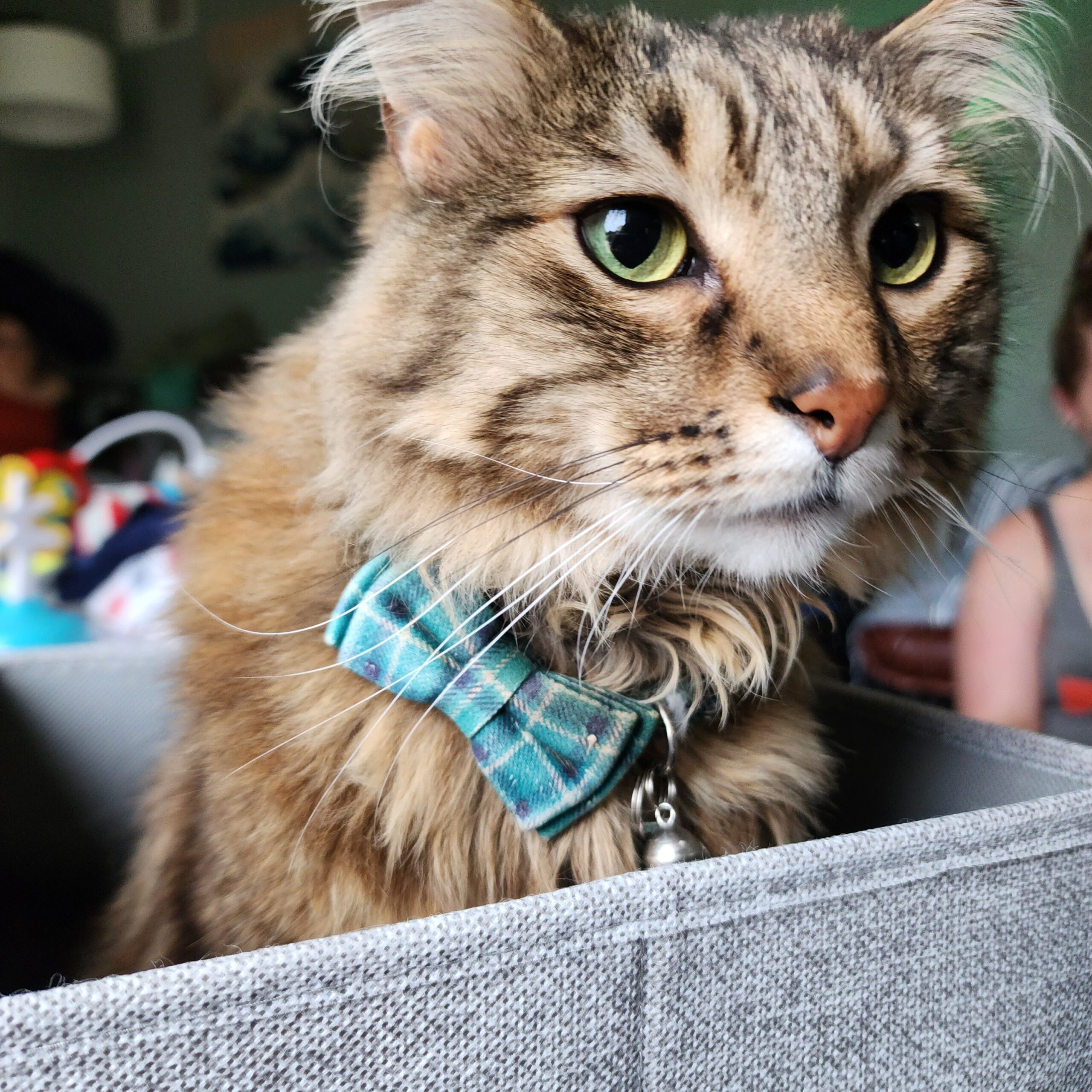 a tabby cat in a green bowtie